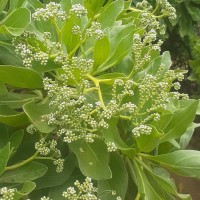 Heliotropium arboreum (Blanco) Mabb.